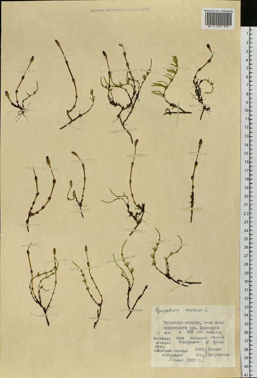 Equisetum arvense L., Siberia, Western Siberia (S1) (Russia)