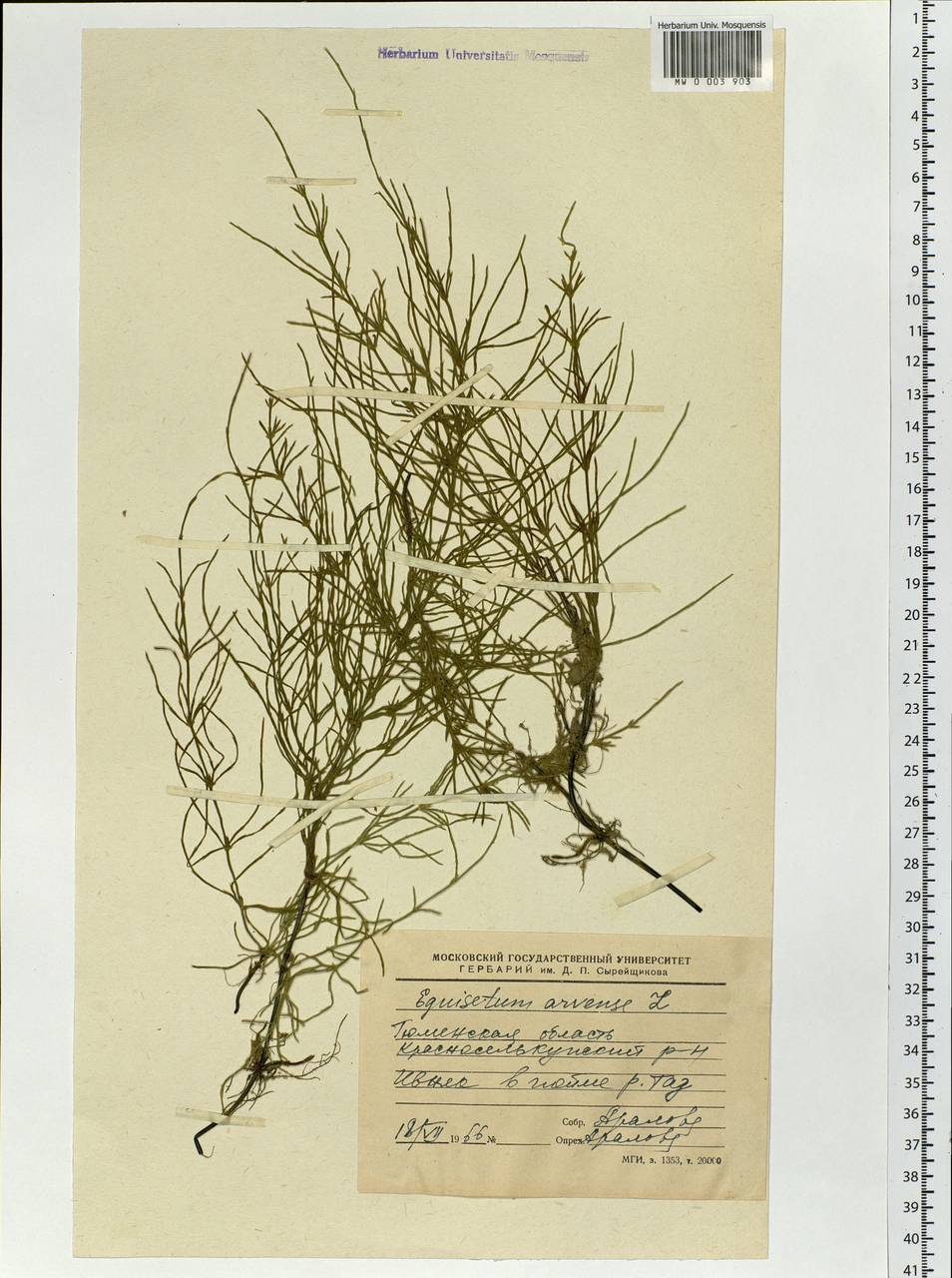 Equisetum arvense L., Siberia, Western Siberia (S1) (Russia)
