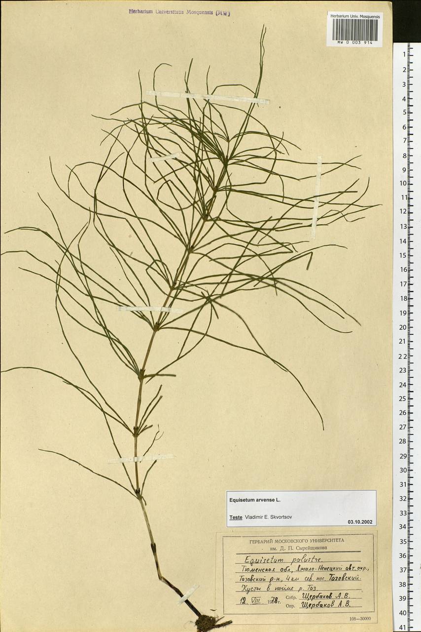 Equisetum arvense L., Siberia, Western Siberia (S1) (Russia)