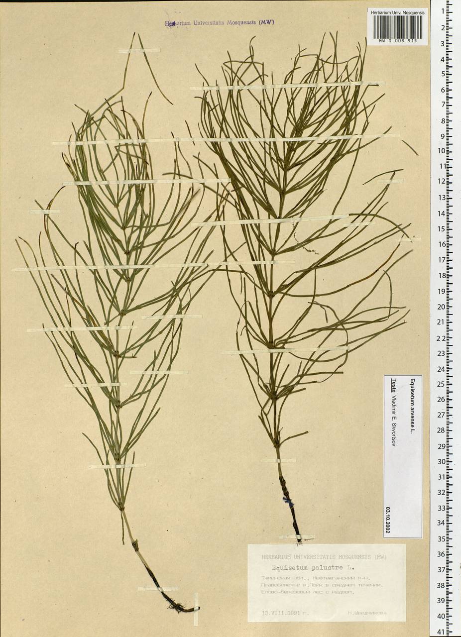 Equisetum arvense L., Siberia, Western Siberia (S1) (Russia)