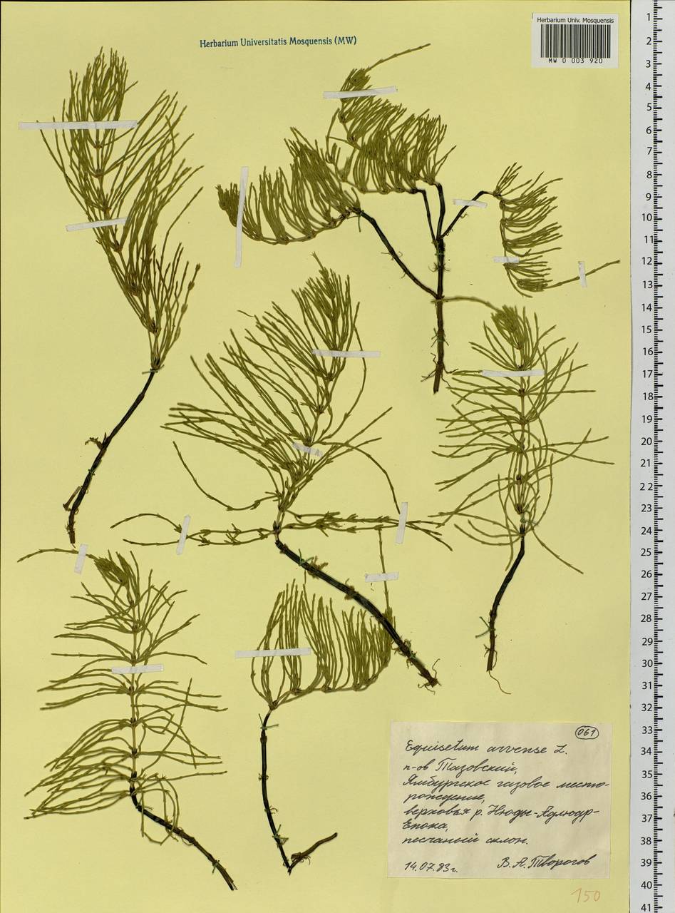 Equisetum arvense L., Siberia, Western Siberia (S1) (Russia)