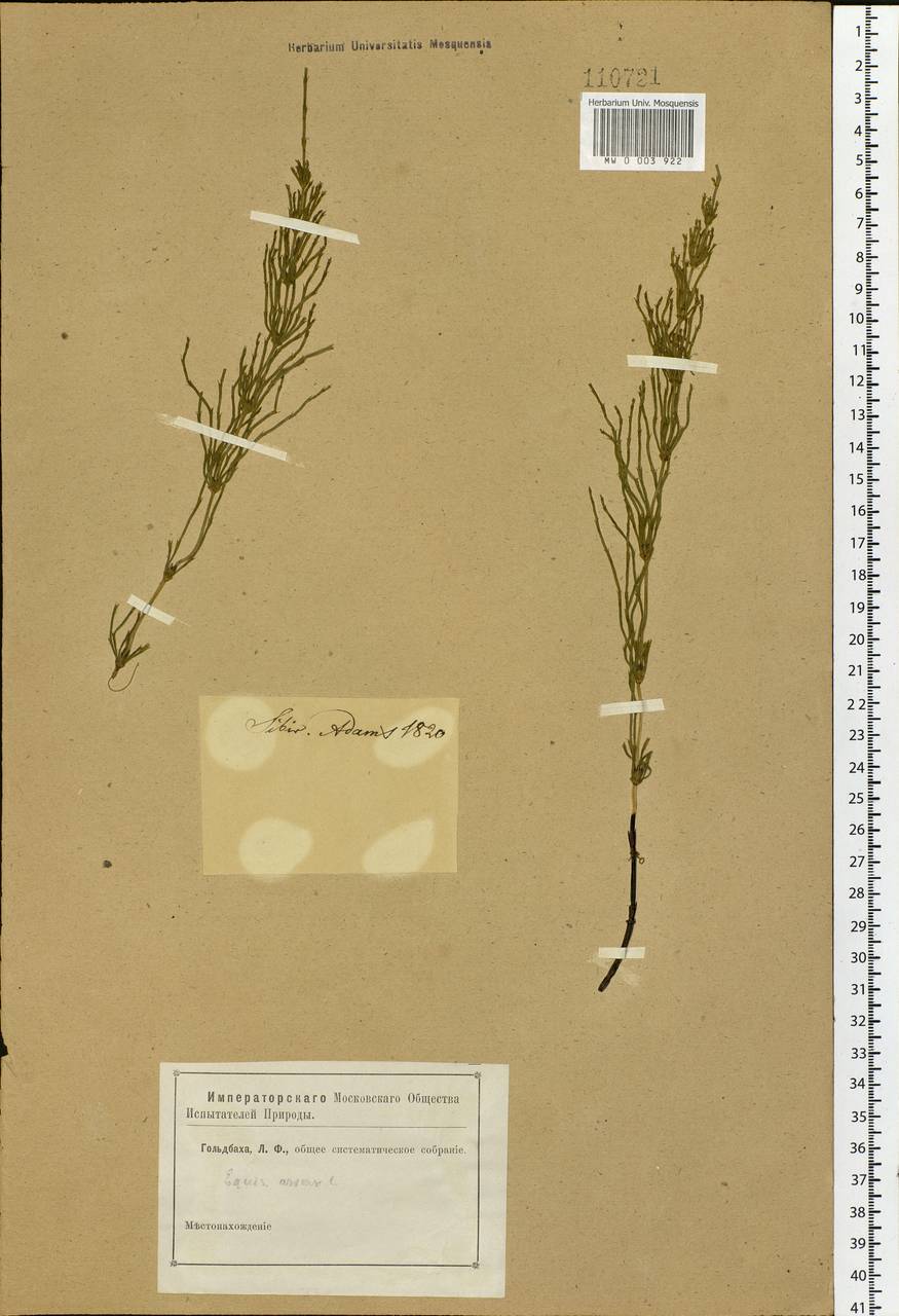 Equisetum arvense L., Siberia (no precise locality) (S0) (Russia)