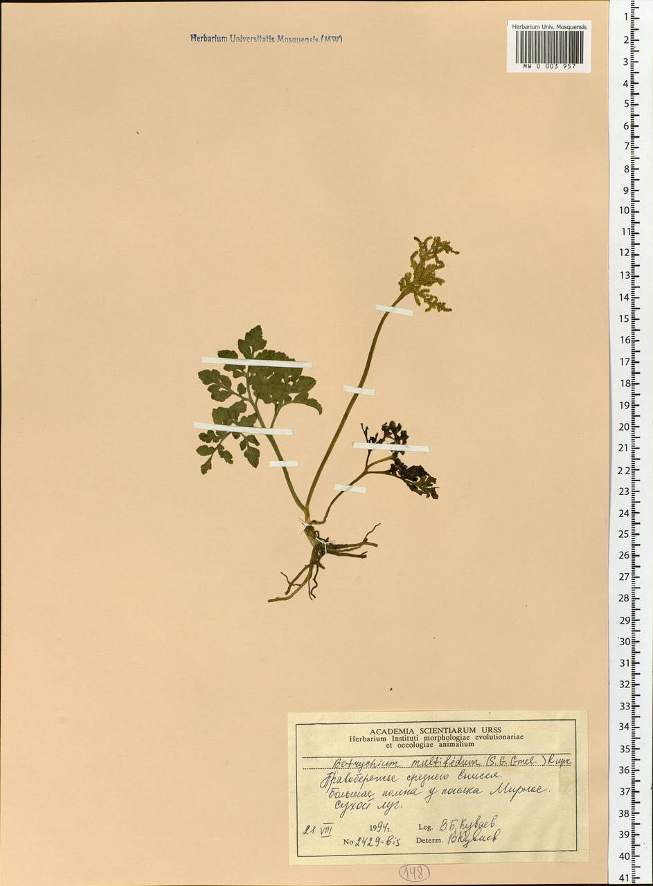 Sceptridium multifidum (S. G. Gmel.) Nishida ex Tagawa, Siberia, Central Siberia (S3) (Russia)