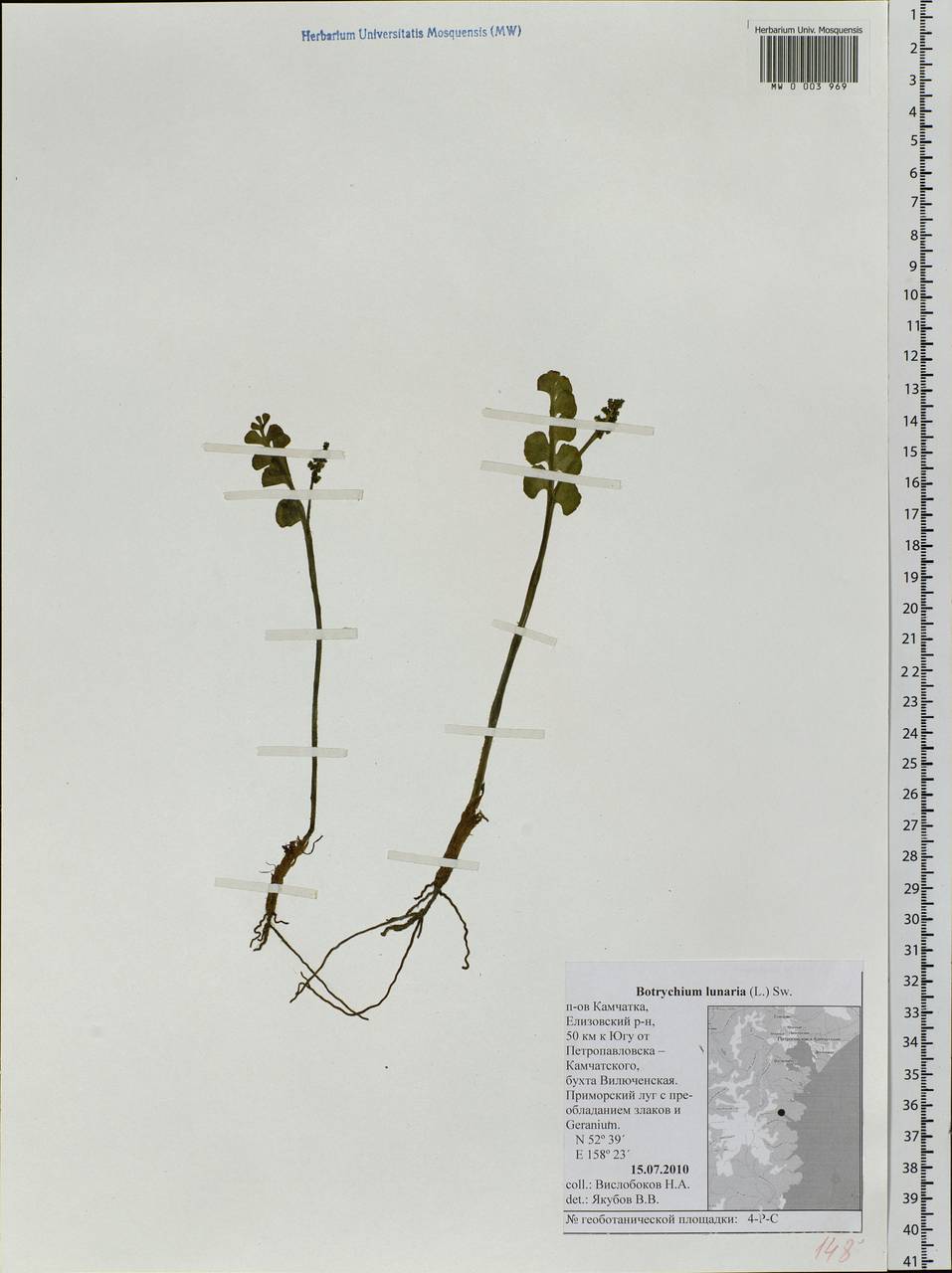 Botrychium lunaria (L.) Sw., Siberia, Chukotka & Kamchatka (S7) (Russia)
