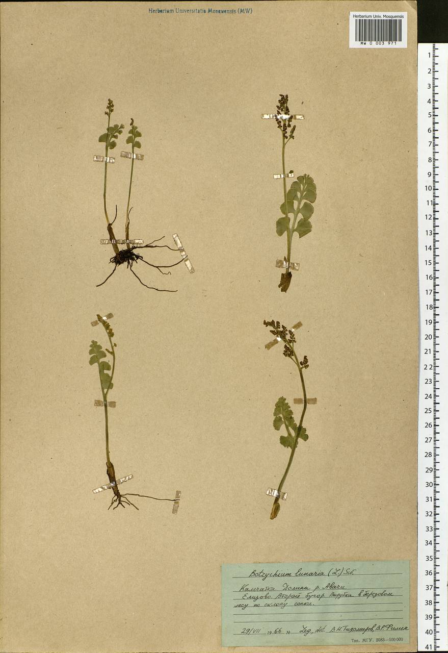 Botrychium lunaria (L.) Sw., Siberia, Chukotka & Kamchatka (S7) (Russia)