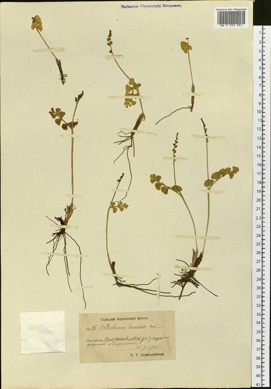 Botrychium lunaria (L.) Sw., Siberia, Chukotka & Kamchatka (S7) (Russia)