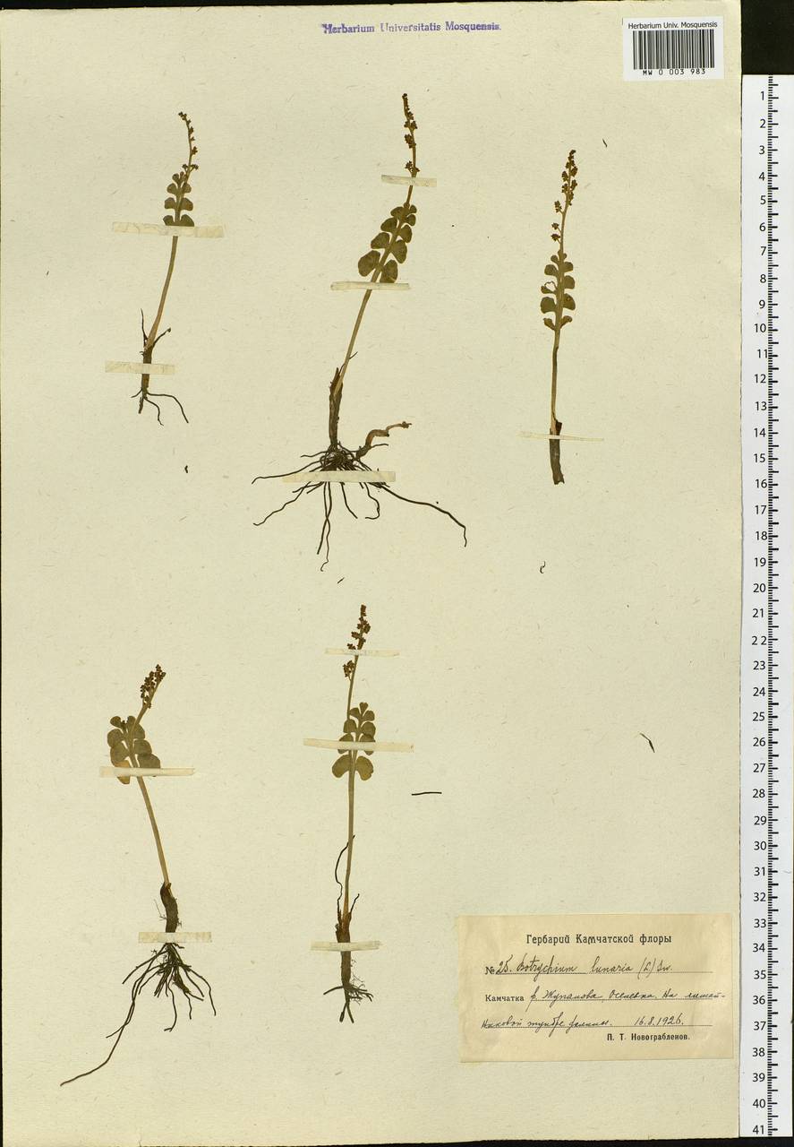 Botrychium lunaria (L.) Sw., Siberia, Chukotka & Kamchatka (S7) (Russia)