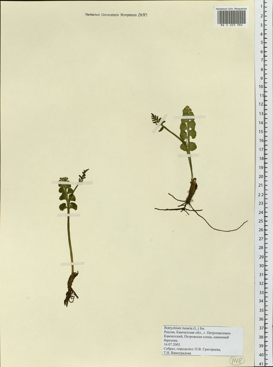 Botrychium lunaria (L.) Sw., Siberia, Chukotka & Kamchatka (S7) (Russia)