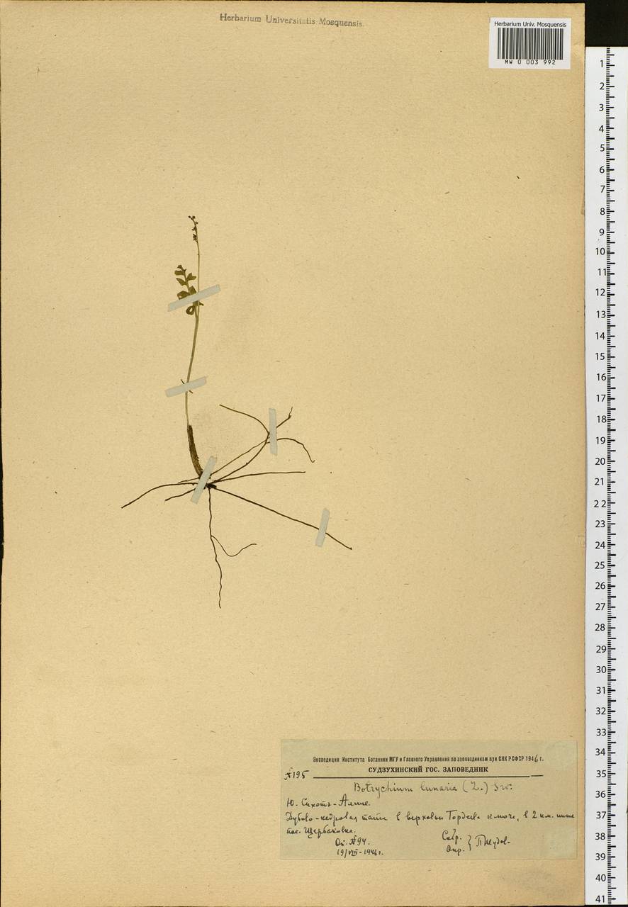Botrychium lunaria (L.) Sw., Siberia, Russian Far East (S6) (Russia)