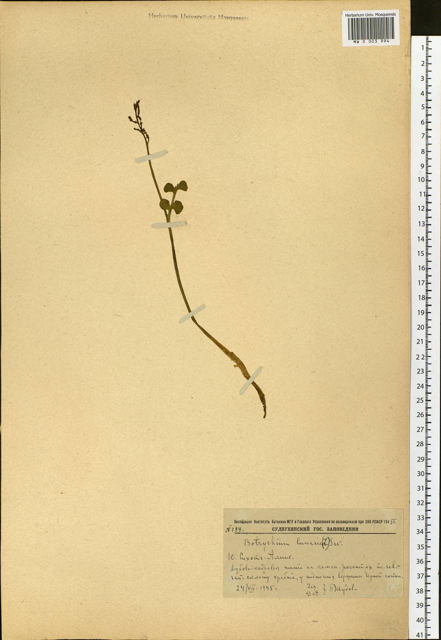 Botrychium lunaria (L.) Sw., Siberia, Russian Far East (S6) (Russia)