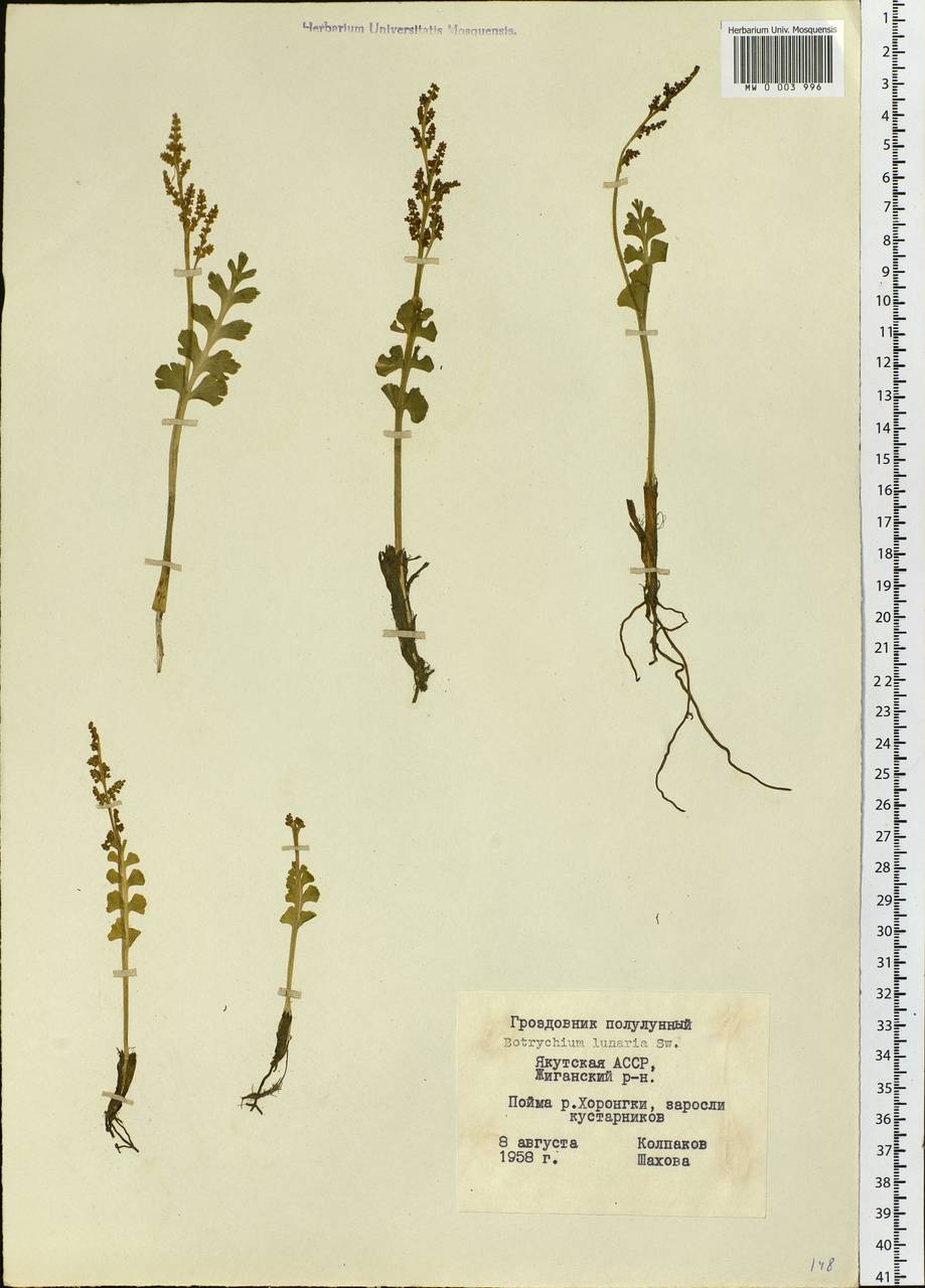 Botrychium lunaria (L.) Sw., Siberia, Yakutia (S5) (Russia)