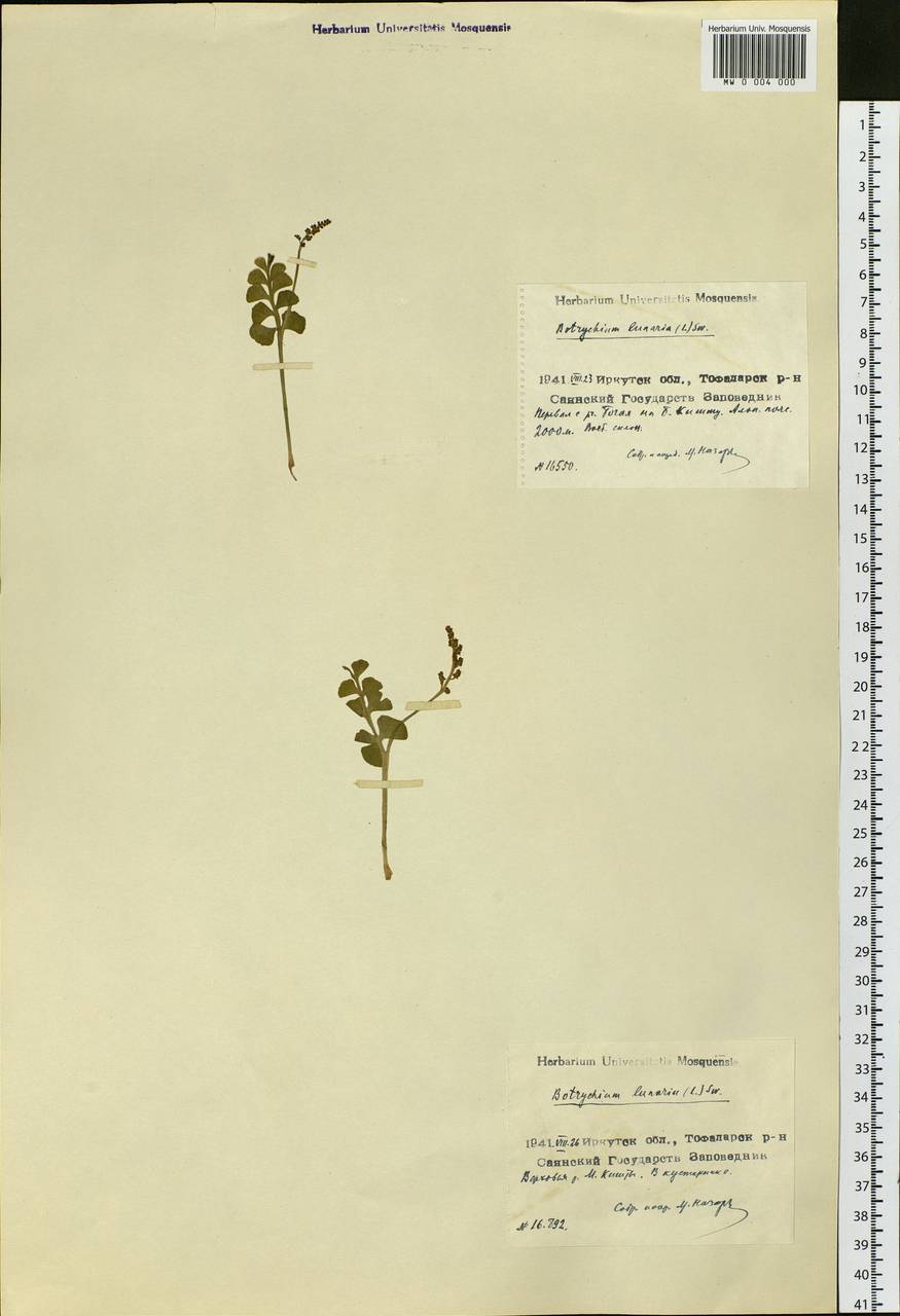 Botrychium lunaria (L.) Sw., Siberia, Baikal & Transbaikal region (S4) (Russia)