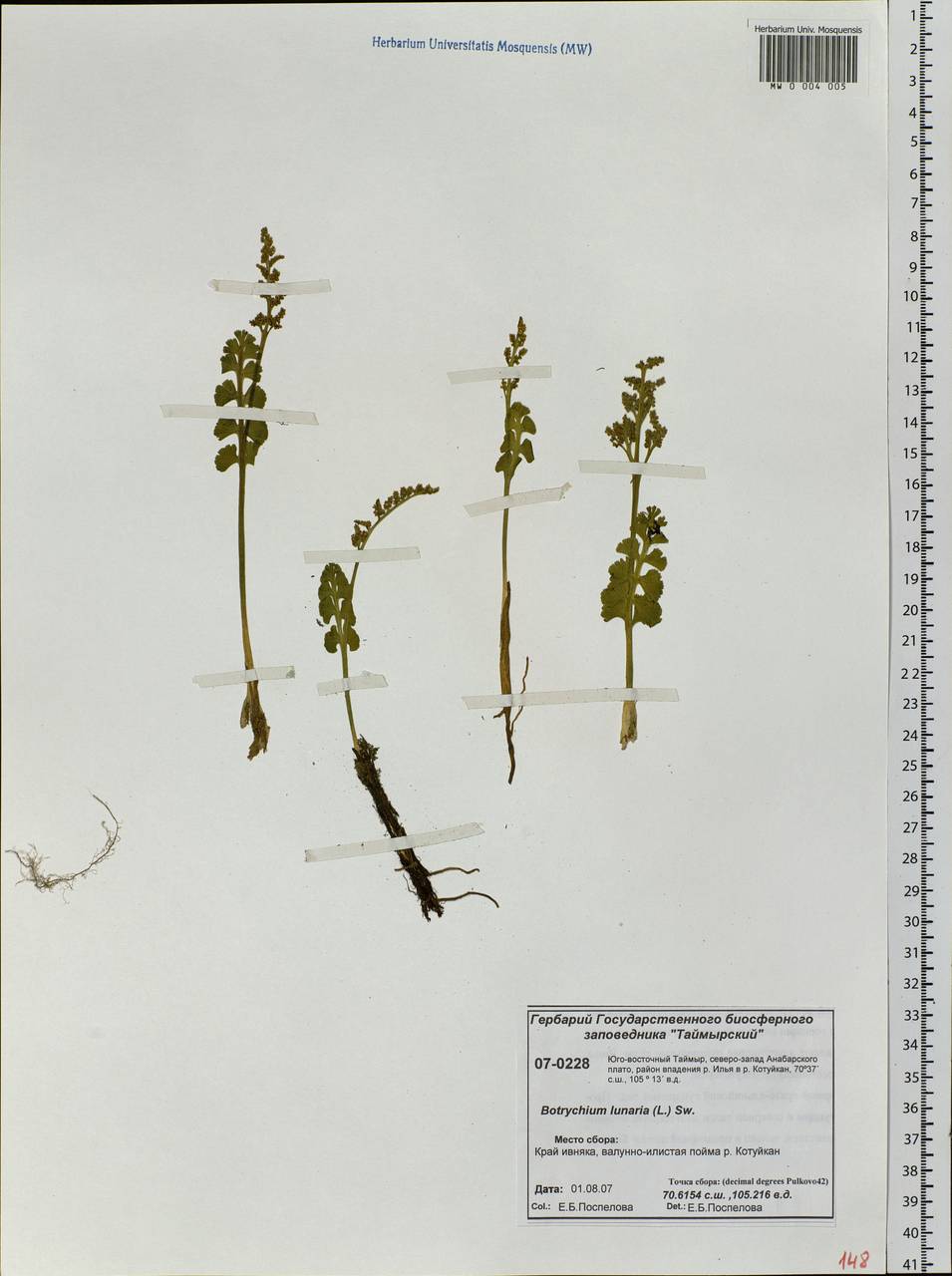 Botrychium lunaria (L.) Sw., Siberia, Central Siberia (S3) (Russia)