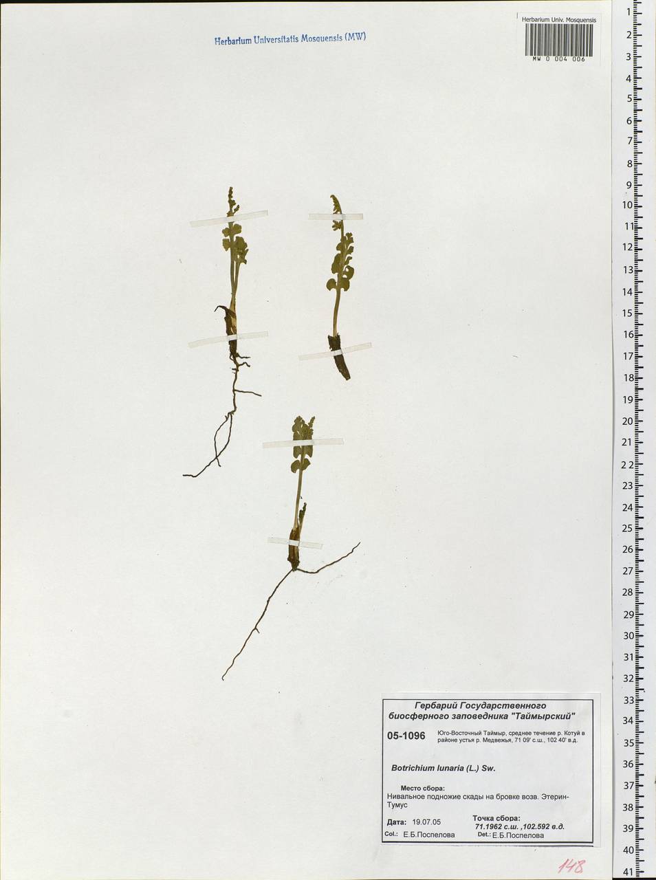 Botrychium lunaria (L.) Sw., Siberia, Central Siberia (S3) (Russia)