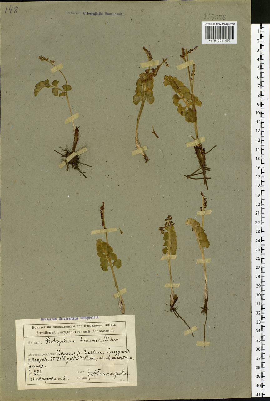 Botrychium lunaria (L.) Sw., Siberia, Altai & Sayany Mountains (S2) (Russia)