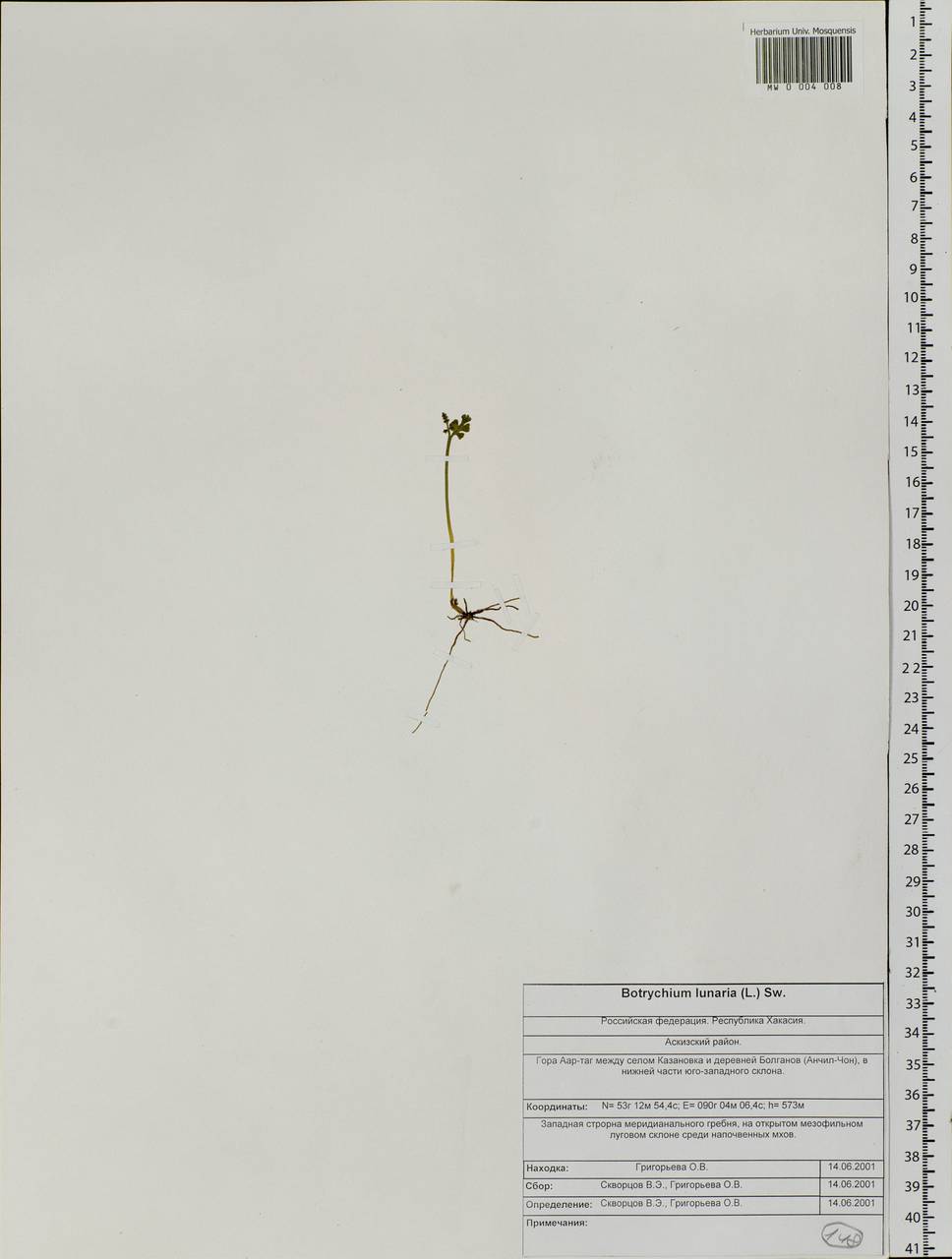 Botrychium lunaria (L.) Sw., Siberia, Altai & Sayany Mountains (S2) (Russia)
