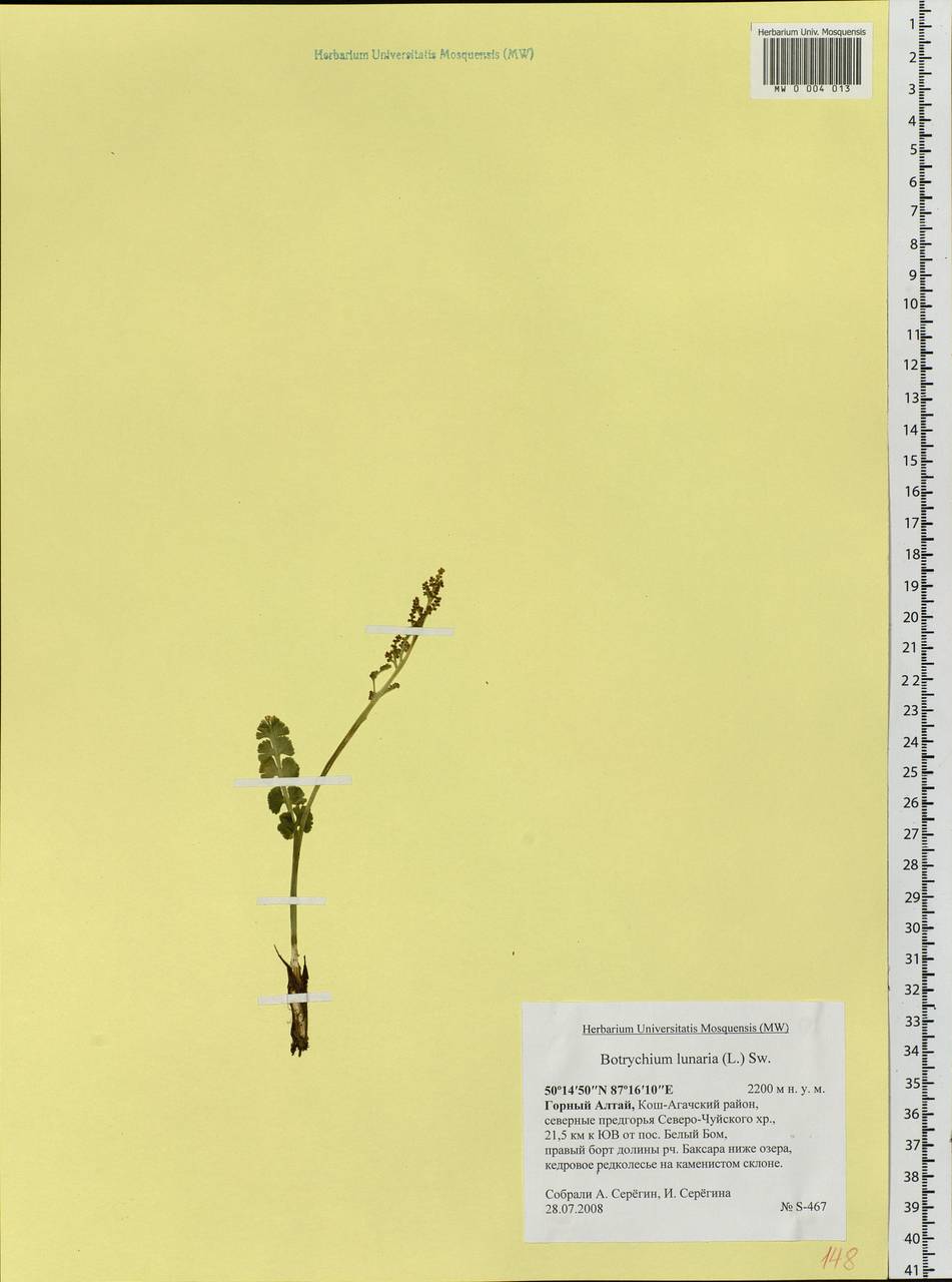 Botrychium lunaria (L.) Sw., Siberia, Altai & Sayany Mountains (S2) (Russia)