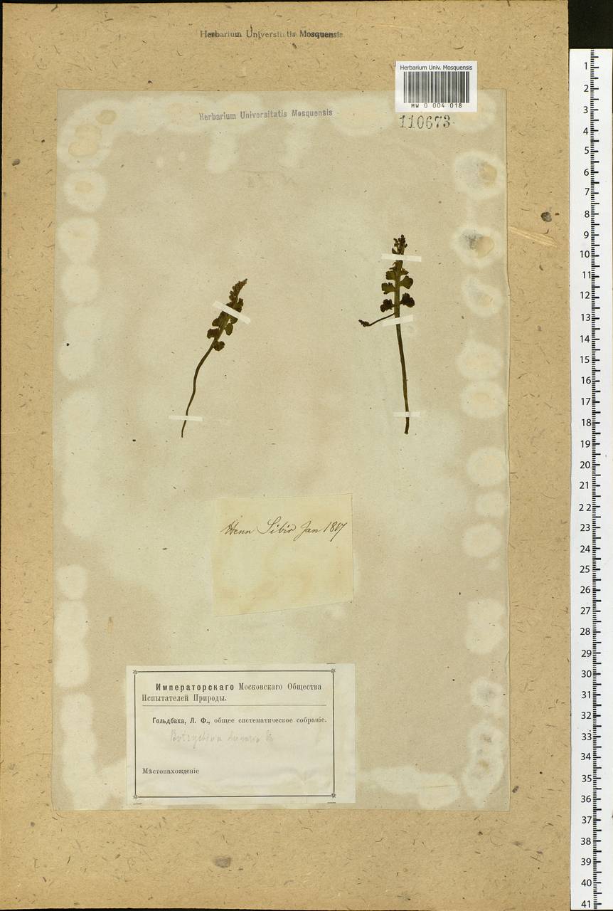 Botrychium lunaria (L.) Sw., Siberia (no precise locality) (S0) (Russia)