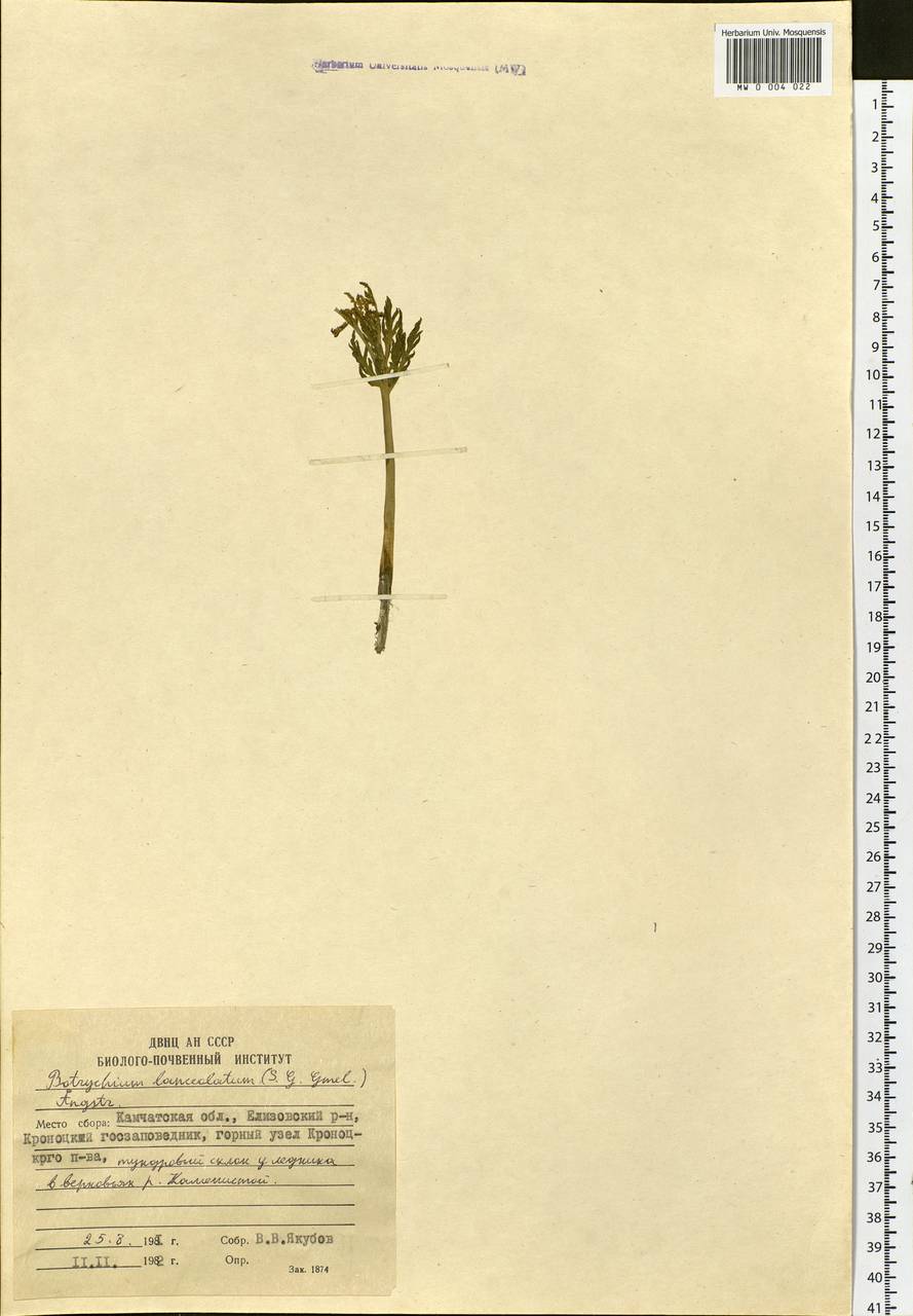 Botrychium lanceolatum (S. G. Gmel.) Ångstr., Siberia, Chukotka & Kamchatka (S7) (Russia)