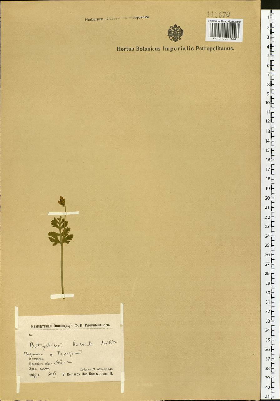 Botrychium boreale (Fr.) Milde, Siberia, Chukotka & Kamchatka (S7) (Russia)