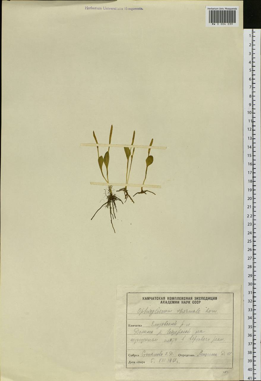 Ophioglossum thermale Kom., Siberia, Chukotka & Kamchatka (S7) (Russia)