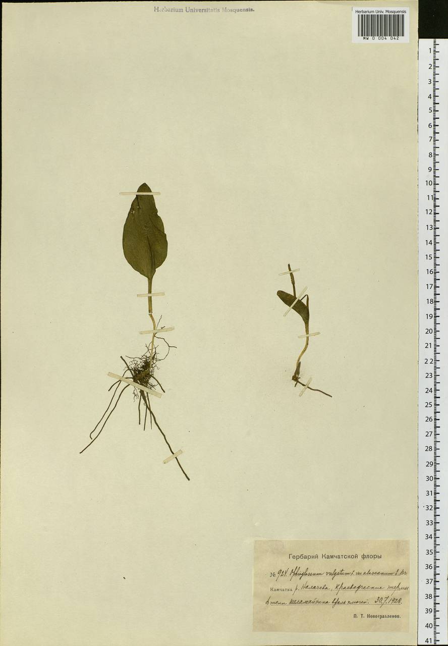 Ophioglossum thermale Kom., Siberia, Chukotka & Kamchatka (S7) (Russia)