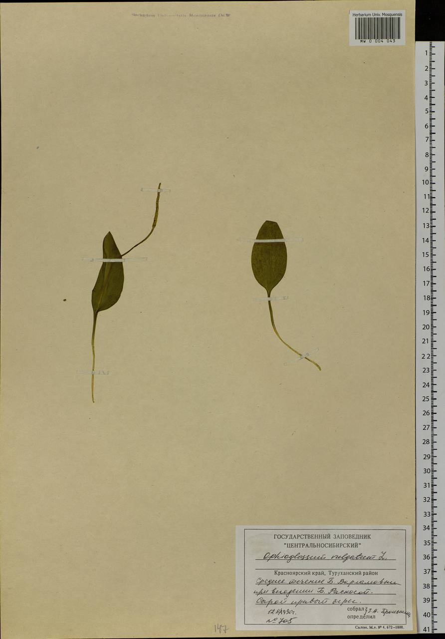 Ophioglossum vulgatum L., Siberia, Central Siberia (S3) (Russia)