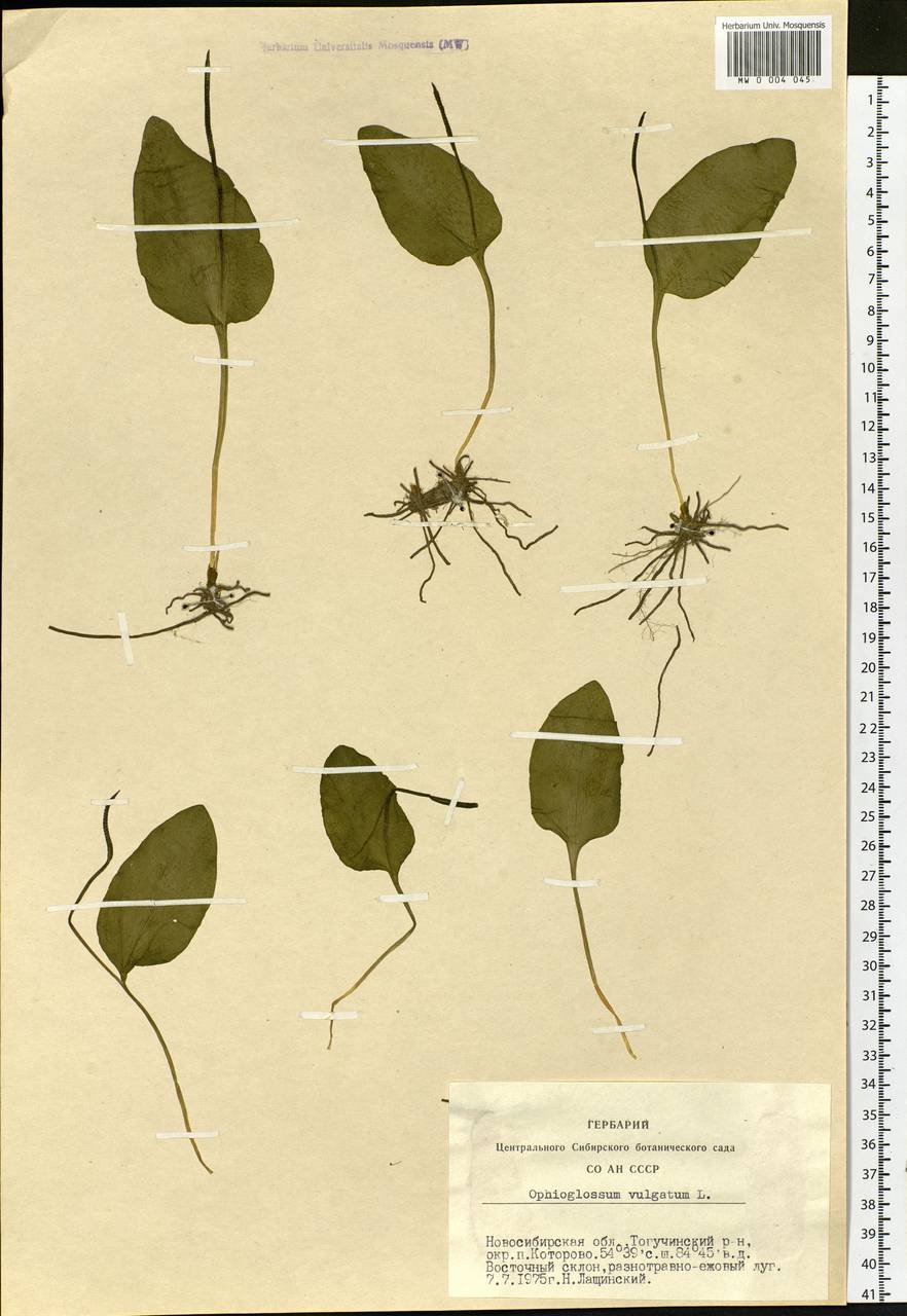 Ophioglossum vulgatum L., Siberia, Western Siberia (S1) (Russia)