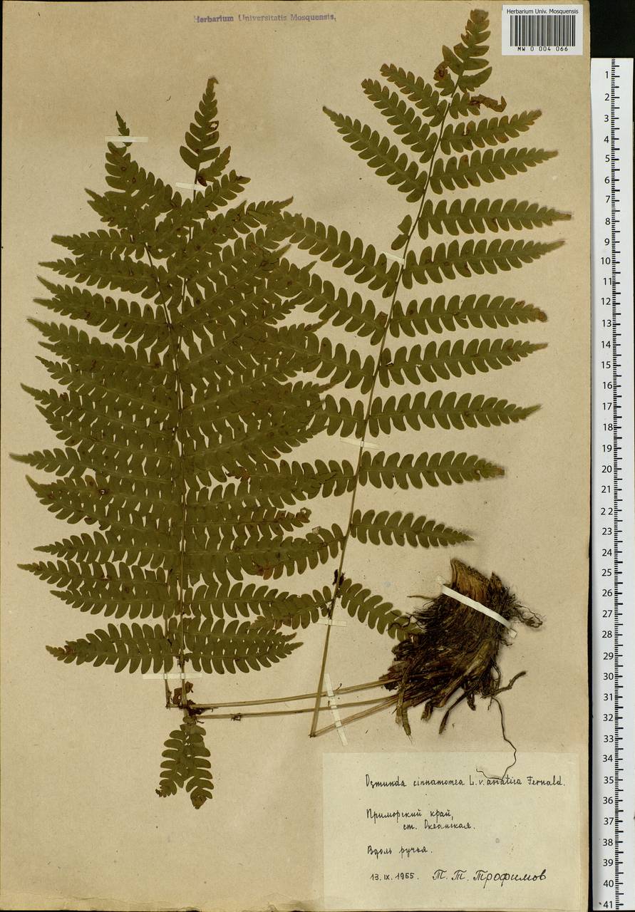 Osmundastrum cinnamomeum subsp. asiaticum (Fern.) Fraser-Jenkins, Siberia, Russian Far East (S6) (Russia)