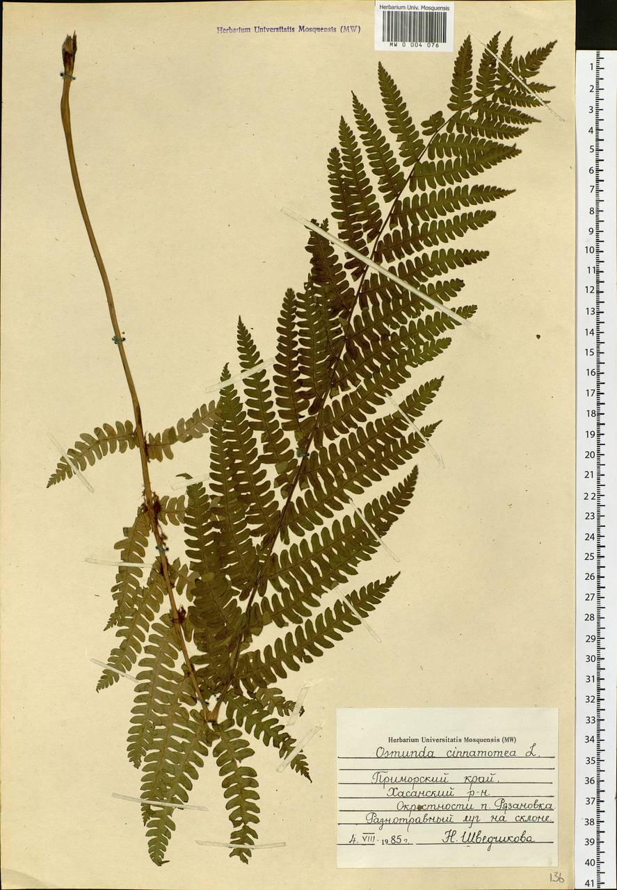 Osmundastrum cinnamomeum subsp. asiaticum (Fern.) Fraser-Jenkins, Siberia, Russian Far East (S6) (Russia)