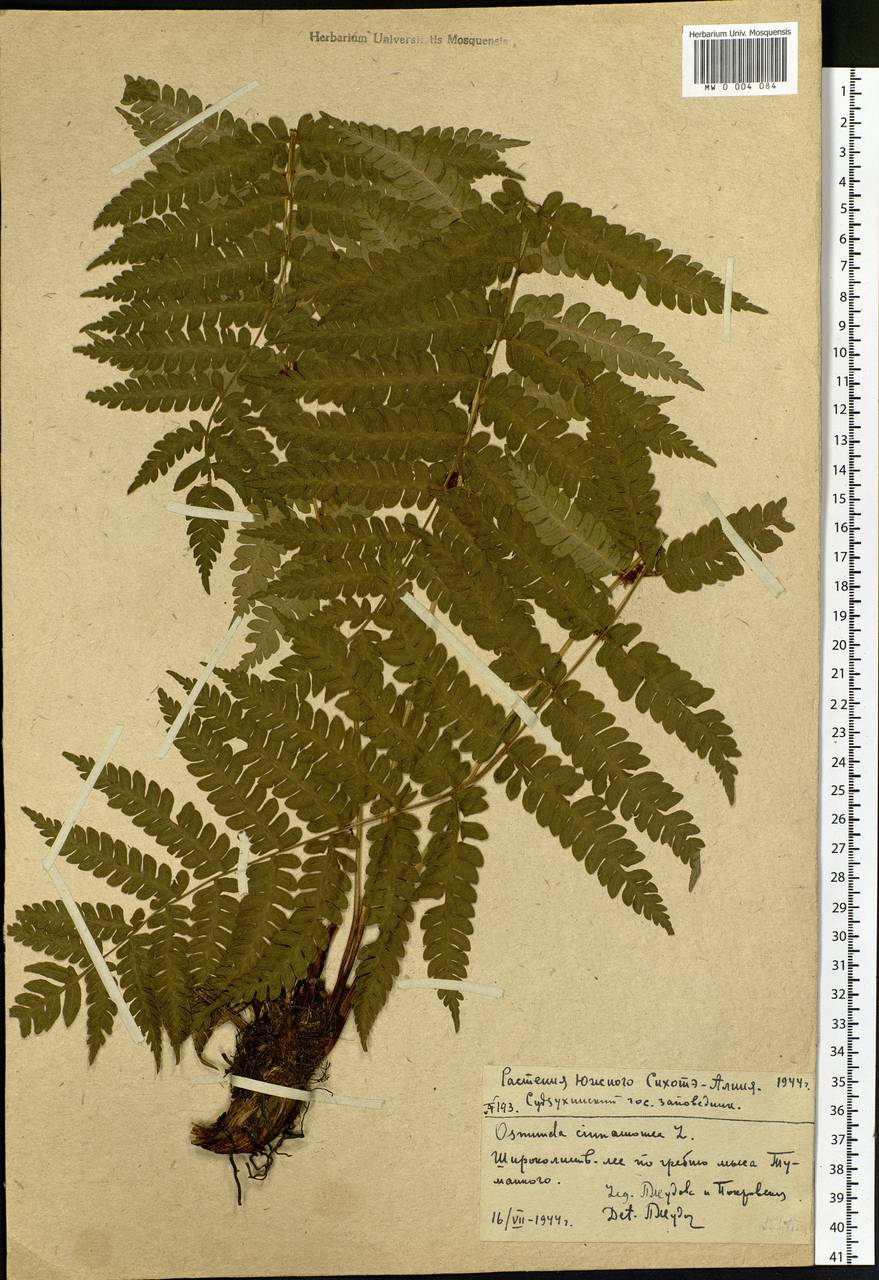 Osmundastrum cinnamomeum subsp. asiaticum (Fern.) Fraser-Jenkins, Siberia, Russian Far East (S6) (Russia)