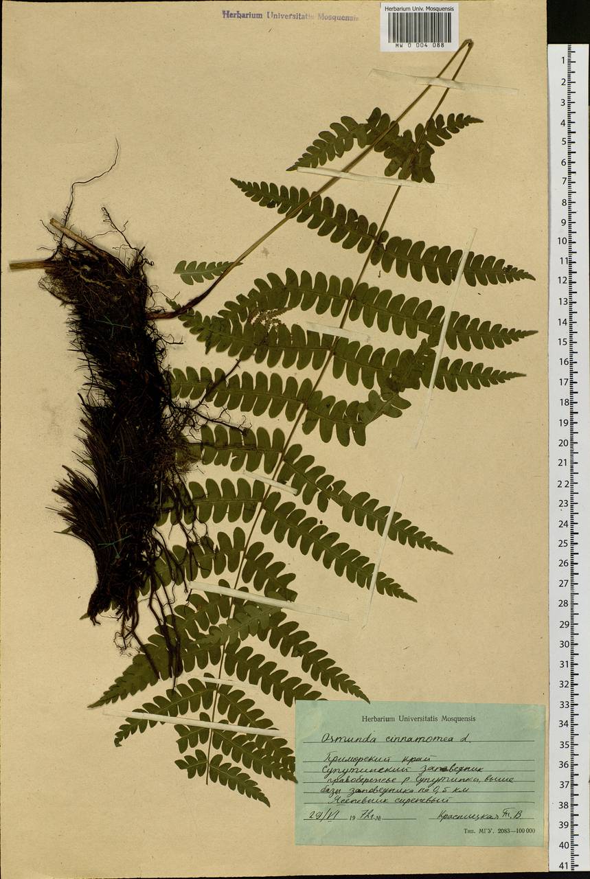 Osmundastrum cinnamomeum subsp. asiaticum (Fernald) Fraser-Jenk., Siberia, Russian Far East (S6) (Russia)
