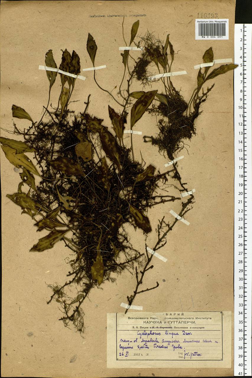 Pyrrosia petiolosa (Christ) Ching, Siberia, Russian Far East (S6) (Russia)