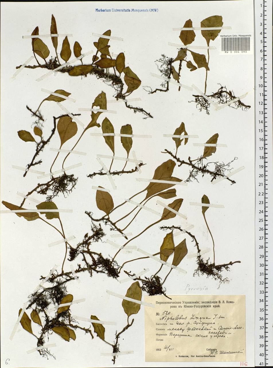 Pyrrosia petiolosa (Christ) Ching, Siberia, Russian Far East (S6) (Russia)