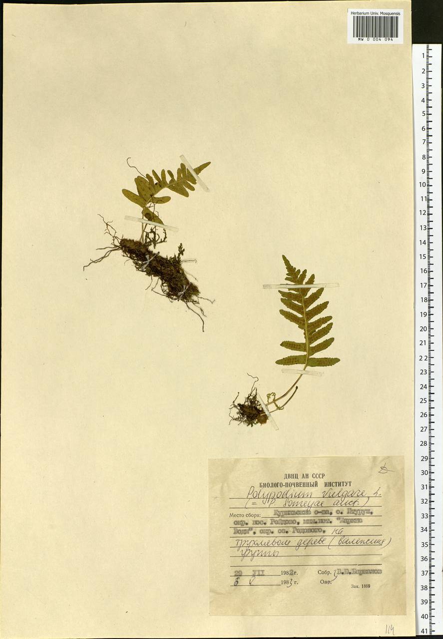Polypodium vulgare L., Siberia, Russian Far East (S6) (Russia)