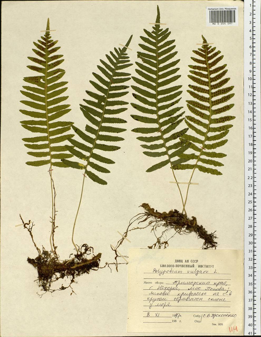 Polypodium vulgare L., Siberia, Russian Far East (S6) (Russia)