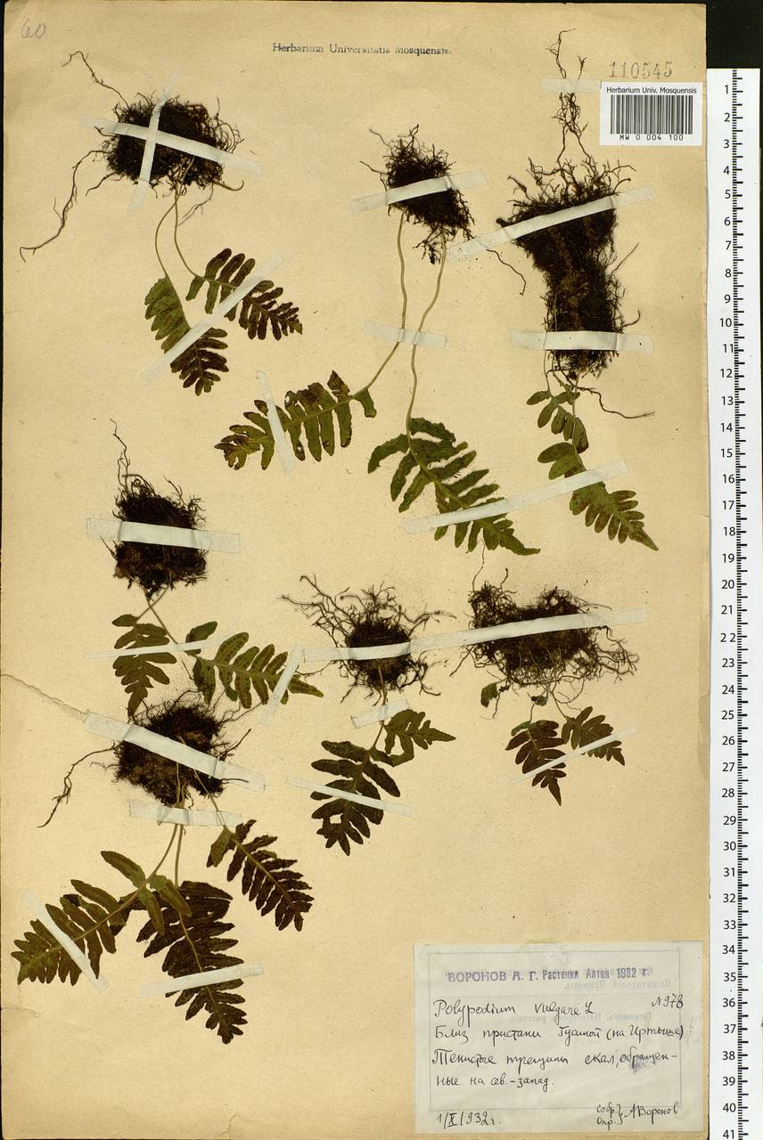 Polypodium vulgare L., Siberia, Western (Kazakhstan) Altai Mountains (S2a) (Kazakhstan)