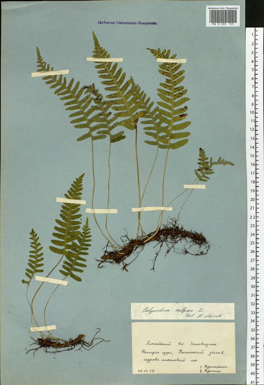 Polypodium vulgare L., Siberia, Altai & Sayany Mountains (S2) (Russia)
