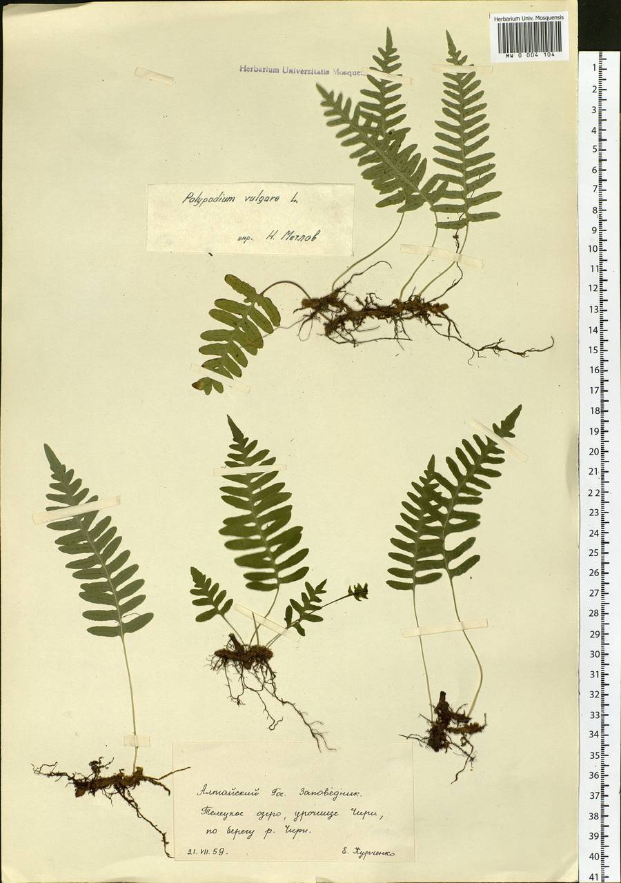 Polypodium vulgare L., Siberia, Altai & Sayany Mountains (S2) (Russia)