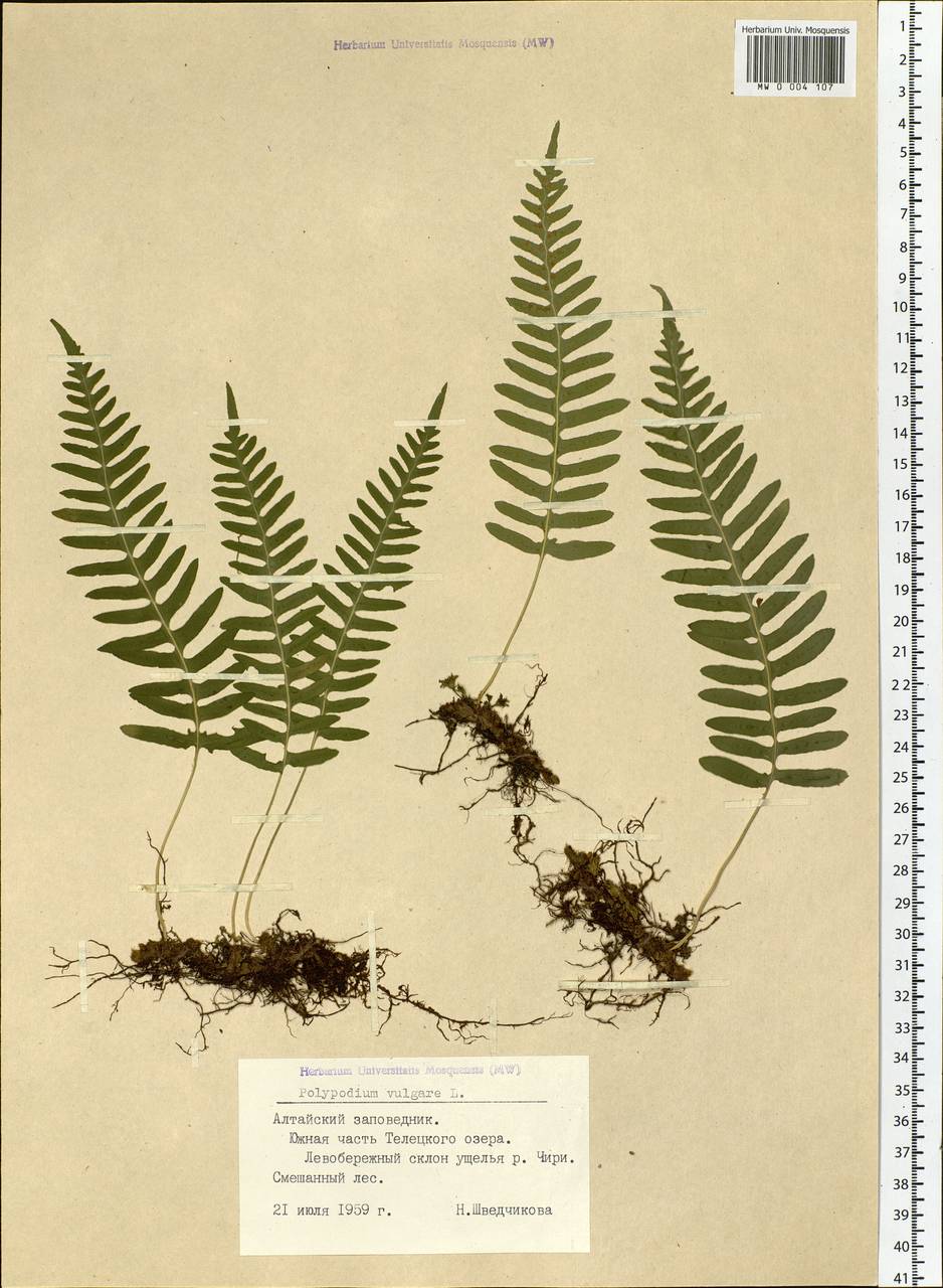 Polypodium vulgare L., Siberia, Altai & Sayany Mountains (S2) (Russia)