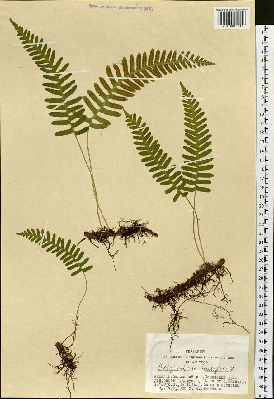 Polypodium vulgare L., Siberia, Altai & Sayany Mountains (S2) (Russia)