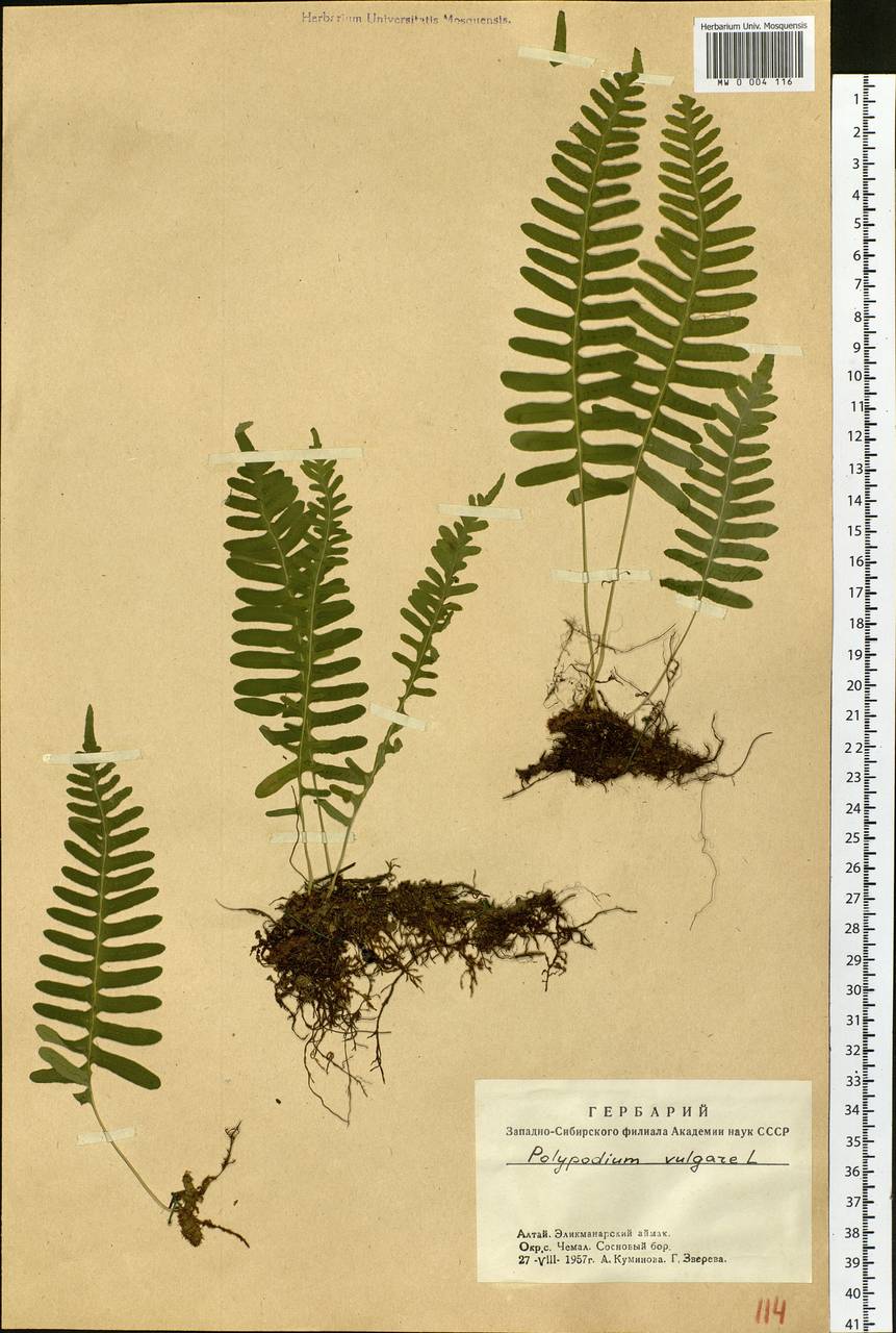 Polypodium vulgare L., Siberia, Altai & Sayany Mountains (S2) (Russia)
