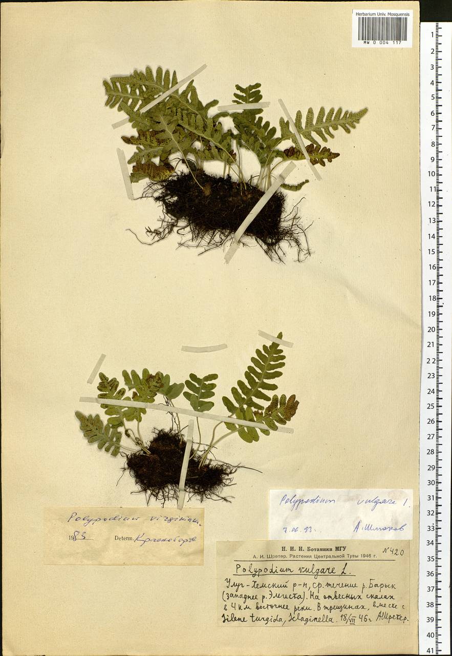 Polypodium vulgare L., Siberia, Altai & Sayany Mountains (S2) (Russia)