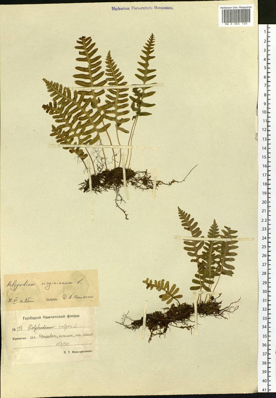Polypodium sibiricum Sipliv., Siberia, Chukotka & Kamchatka (S7) (Russia)