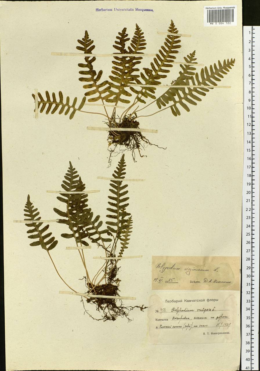 Polypodium sibiricum Sipliv., Siberia, Chukotka & Kamchatka (S7) (Russia)