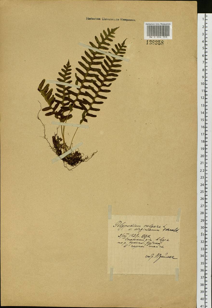 Polypodium sibiricum Sipliv., Siberia, Russian Far East (S6) (Russia)