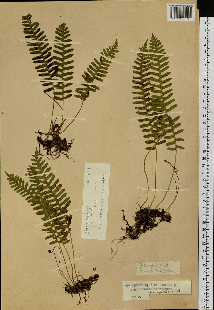 Polypodium sibiricum Sipliv., Siberia, Russian Far East (S6) (Russia)