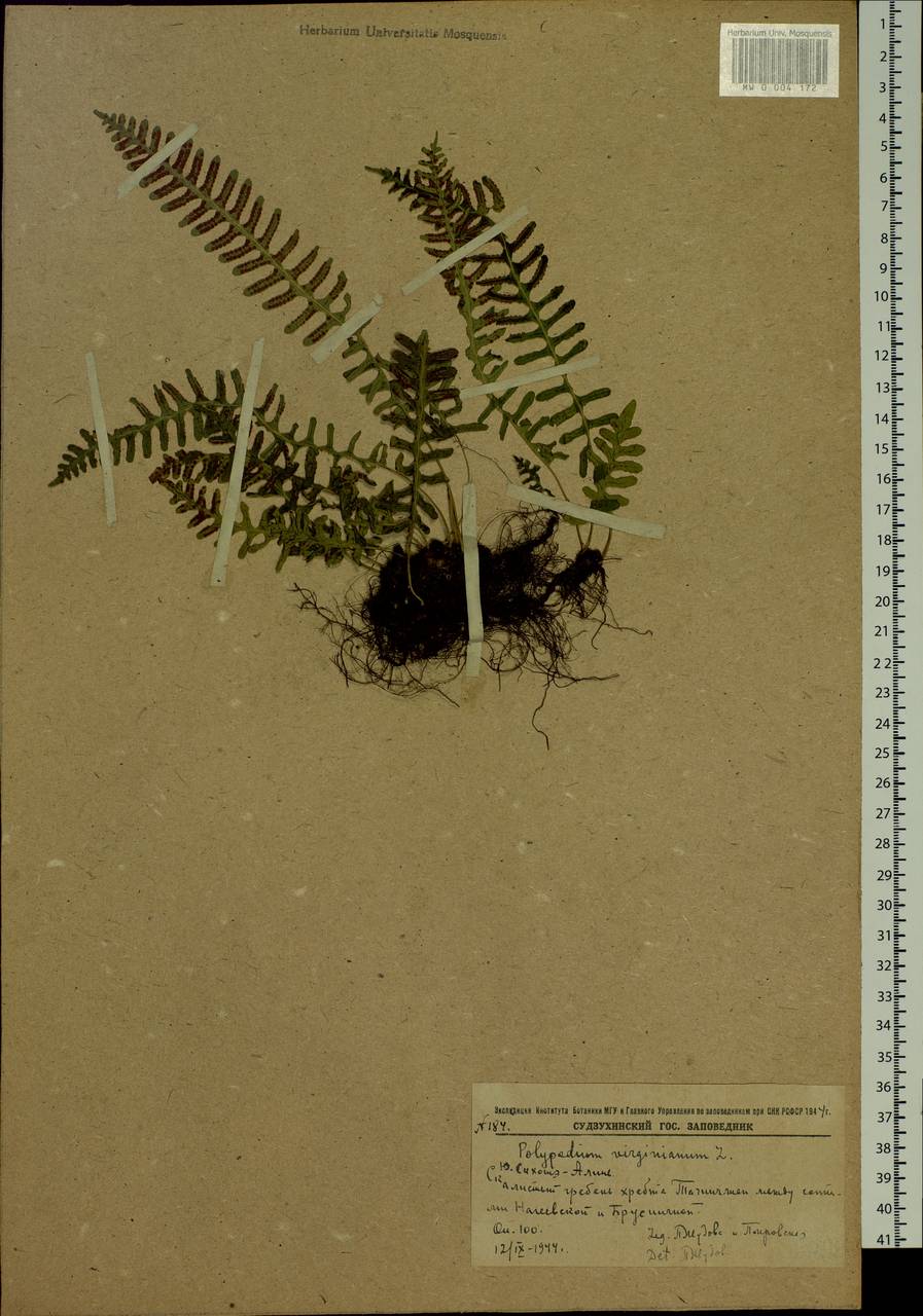 Polypodium sibiricum Sipliv., Siberia, Russian Far East (S6) (Russia)