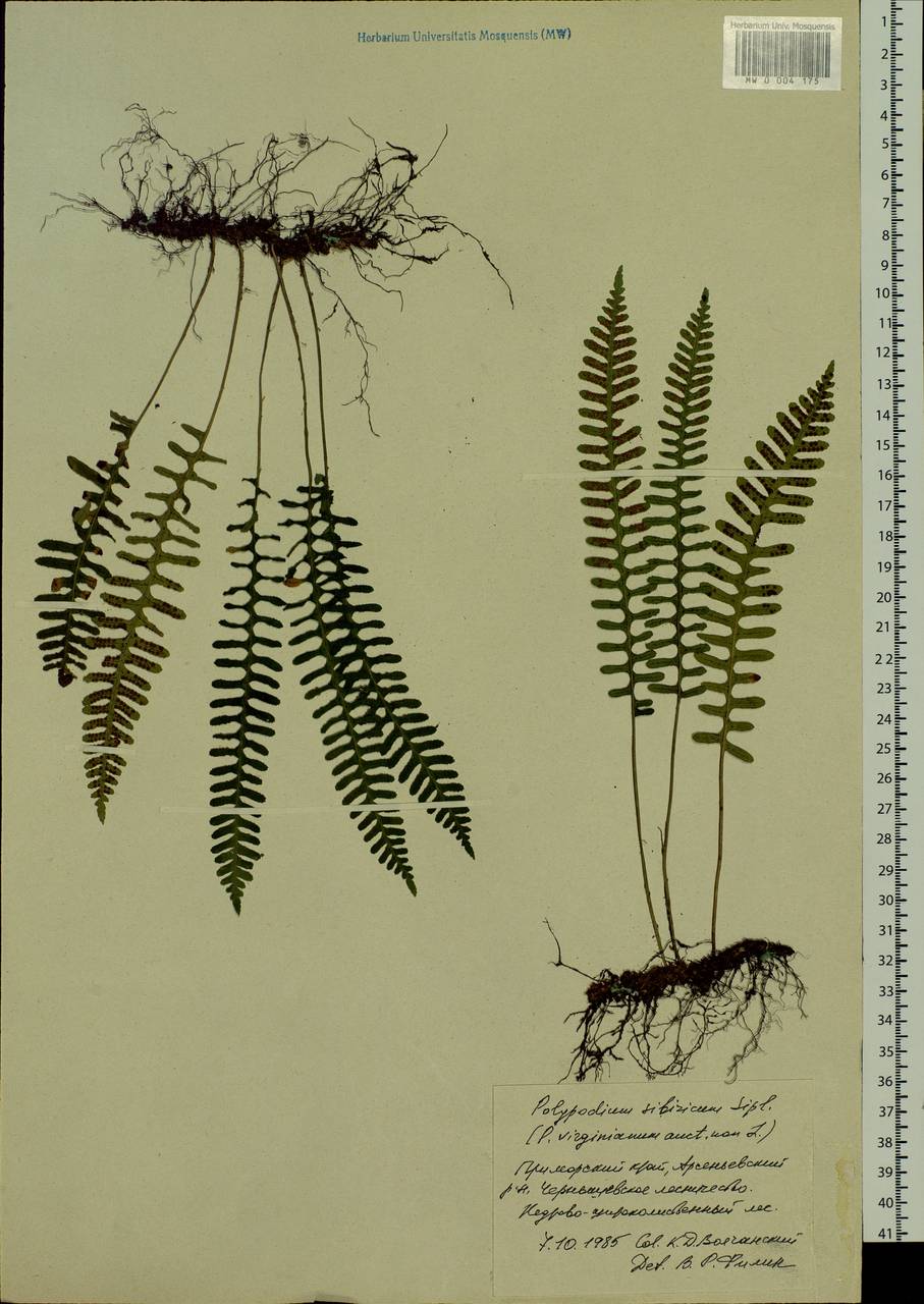Polypodium sibiricum Sipliv., Siberia, Russian Far East (S6) (Russia)