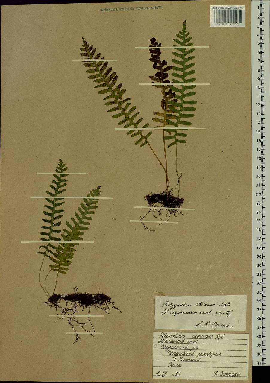 Polypodium sibiricum Sipliv., Siberia, Russian Far East (S6) (Russia)